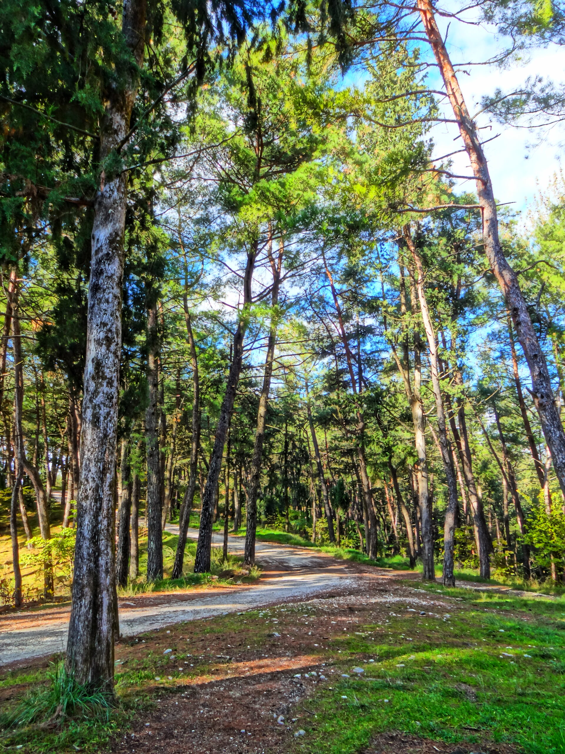 βόλτα στο δάσος